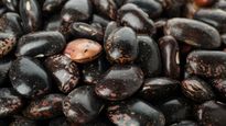 aduana descubrio una triangulacion para exportar porotos negros subfacturados