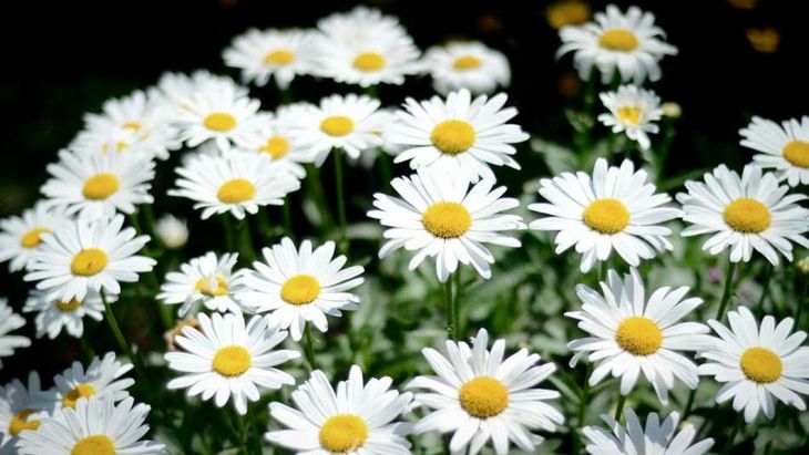Seasonal allergies aggravate symptoms. Seasonal allergies aggravate symptoms.