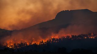 La crisis climática tiene un gran impacto en la continuidad de las especies.&nbsp;
