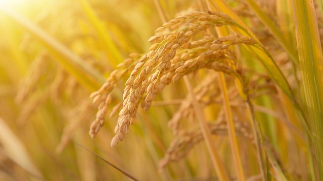 Lo mencionado por el funcionario de las Naciones Unidas coincide con un informe del Banco Mundial que sostiene que la persistente inflación en los precios de los alimentos mantiene su marcado ascenso en diversas partes del mundo.