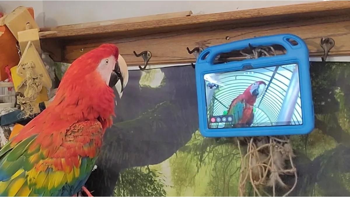 Domestic parrots can make friends through video calls, according to a scientific study