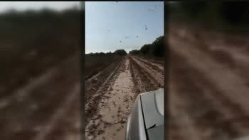 Los machos de esta plaga&nbsp;miden 4 centímetros y las hembras son más grandes: 6 centímetros.