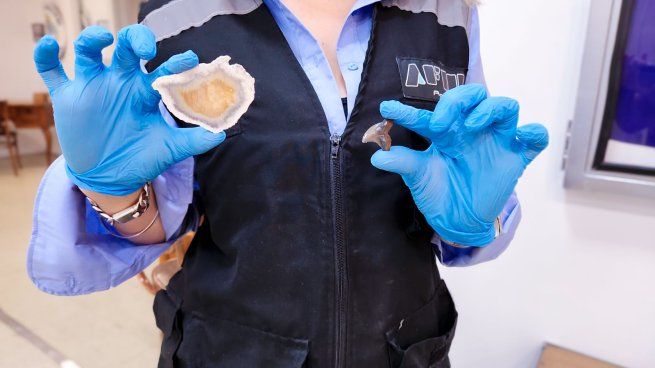 Se retuvo el diente de una especie extinta de tiburón que vivió hace al menos 3 millones de años.&nbsp;&nbsp;