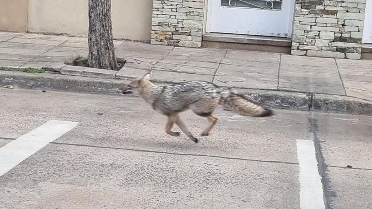 Maltrato animal: rescataron al zorro que andaba suelto por Mataderos