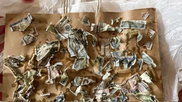 The dog's owners managed to reconstruct a large part of the bills. The dog's owners managed to reconstruct a large part of the bills.
