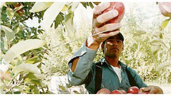 Retroceso. En cinco años se perdieron 4.000 hectáreas de superficie plantada y 2 millones de jornales. Las exportaciones cayeron 36%.