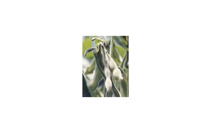 ámbito.com | “El país casi no consume soja; se alentó su producción porque no genera tensión con el abastecimiento doméstico”, dijo Marcelo Elizondo.