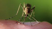 Aumentan los casos de dengue
