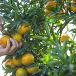 Destinarán 50 mil dólares para financiar una campaña contra la bacteria que mata a los árboles de cítricos. Destinarán 50 mil dólares para financiar una campaña contra la bacteria que mata a los árboles de cítricos.