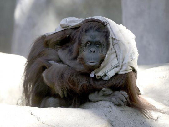 Se inicia el traslado de la orangutana Sandra