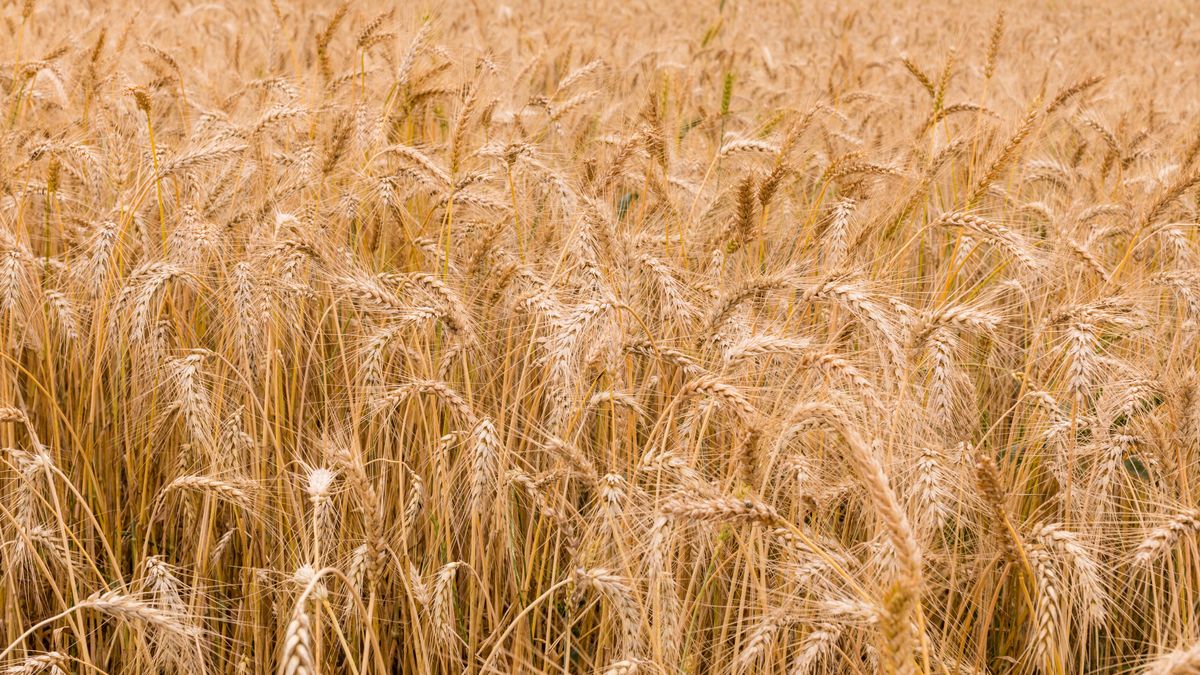 Wheat and soybeans closed sharply higher on concerns about global supplies