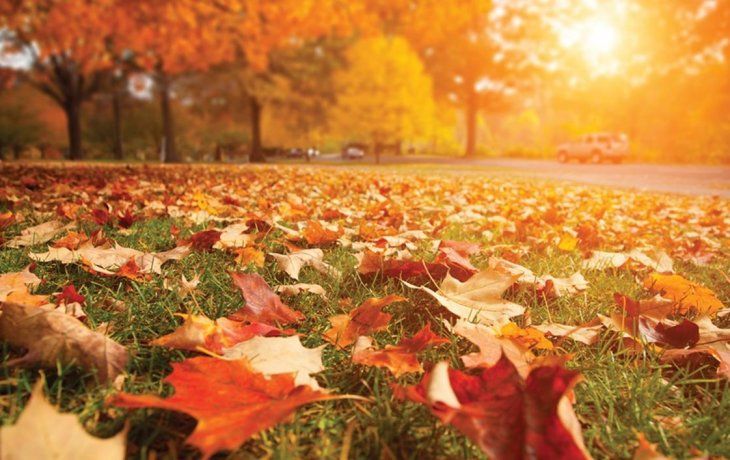 La planificación previa permite organizar las comidas diarias y orientar las compras semanales. La planificación previa permite organizar las comidas diarias y orientar las compras semanales.