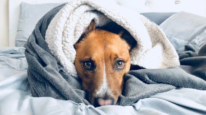 Las razas pequeñas, como los Chihuahua y perros salchichas, son más propensas a sufrir las bajas temperaturas. 