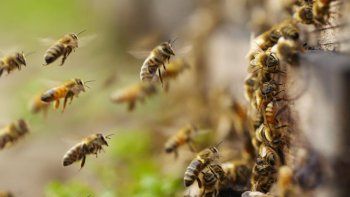 las abejas pueden resolver sumas y restas  