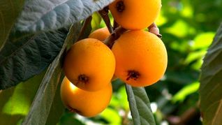 la fruta popular en mexico que ayuda a la digestion y previene enfermedades respiratorias