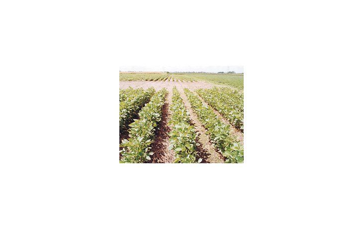 La Bolsa de Cereales informó que se sembró el 65,5% de la superficie récord de 20,4 millones de hectáreas. Similar proyección hizo el Ministerio de Agricultura.