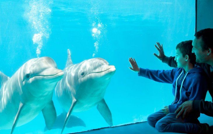 Mundo Marino es un predio de más de 40 hectáreas al aire libre donde los visitantes podrán disfrutar distintas experiencias.