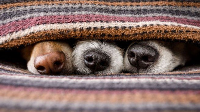 El testimonio de algunos veterinarios determinó si es sano abrigar a nuestras mascotas.