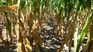 The MGAP has already granted 2.4 million dollars in loans to producers affected by the drought in Uruguay.