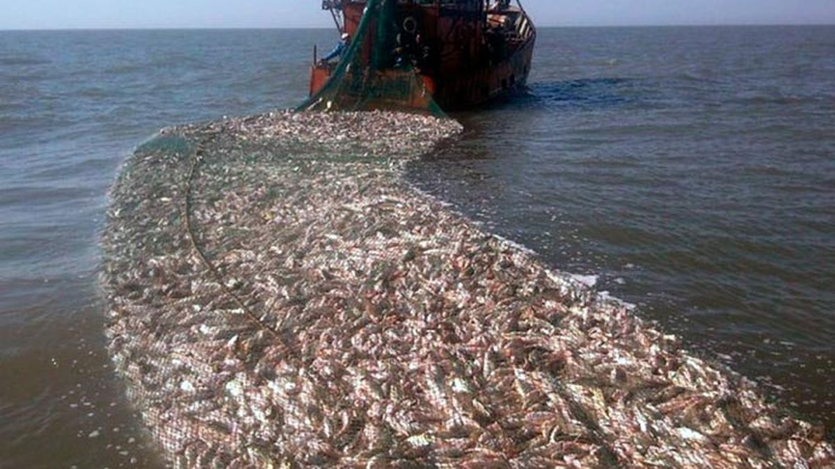La provincia de Buenos Aires cerró la zafra 2025 de corvina rubia en el Río de la Plata