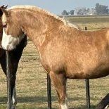 Alarma por el robo de cuatro caballosd e alto valor en Cañuelas. Alarma por el robo de cuatro caballosd e alto valor en Cañuelas.