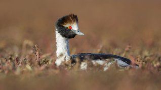 Ejemplar de Macá Tobiano