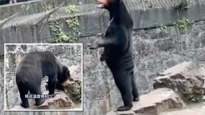 El animal tiene una contextura casi idéntica a la de un humano.