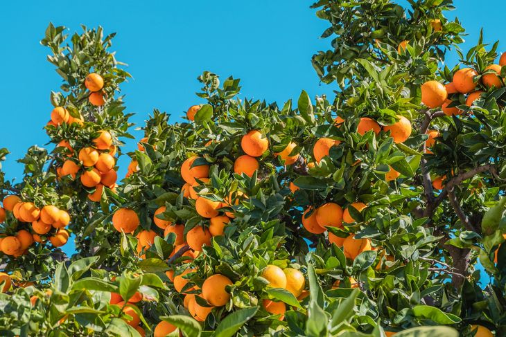 Los monos consumían en su mayoría las frutas maduras. Los monos consumían en su mayoría las frutas maduras.