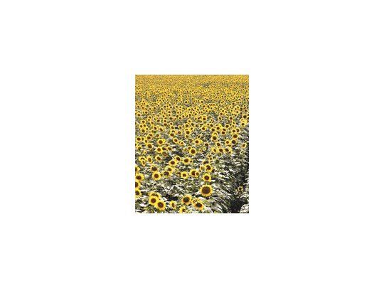 La producción de soja, trigo, maíz y girasol finalizará con 64,4 millones de toneladas, es decir, 24,8 millones menos que la campaña anterior, lo que significa la peor caída desde 1970.