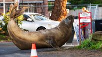 Neil, una foca elefante de 1.000 kilos, volvió a la costa de Tasmania, se volvió viral en redes y preocupa a las autoridades por los riesgos para humanos y animales.