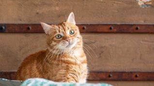 El nuevo dispositivo que millones buscan para sus gatitos. El nuevo dispositivo que millones buscan para sus gatitos.