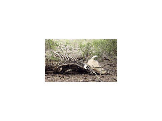 Son incalculables las pérdidas en Río Negro por mortandad de animales debido a la sequía.