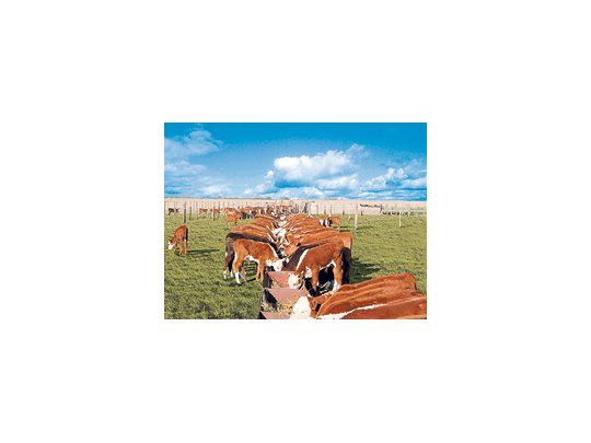 Según la Cámara de la Industria y Comercio de Carnes y Derivados (CICCRA), la producción de carne vacuna registró mermas de hasta el 22% interanual entre enero y julio de este año, a 1,52 millón de toneladas.