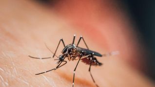 las 6 plantas populares en mexico que sirven para ahuyentar mosquitos en verano las 6 plantas populares en mexico que sirven para ahuyentar mosquitos en verano
