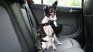 The way in which pets should be transported in the car. The way in which pets should be transported in the car.