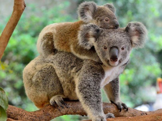 Koalas.