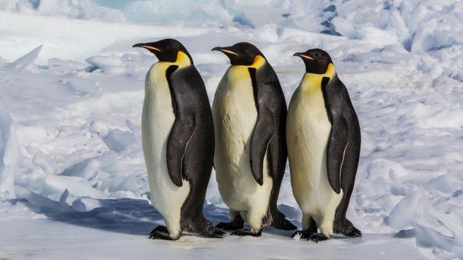 La Conservación de la Naturaleza (UICN) declaró oficialmente al pingüino emperador en peligro de extinción.