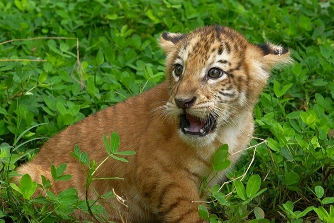 La madre de ambas es 