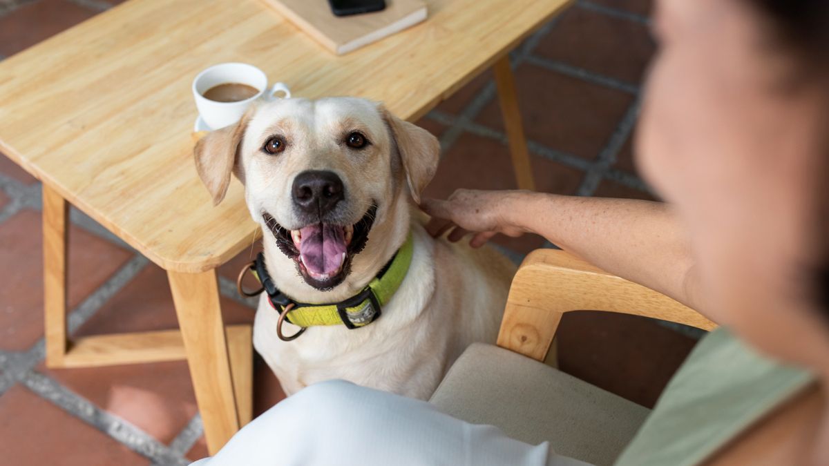 How to take care of your dog’s teeth in simple steps