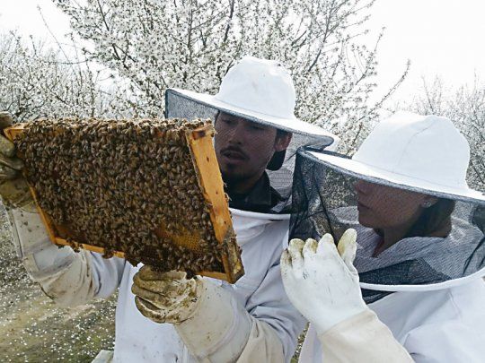 Emprendedores abejas.jpg