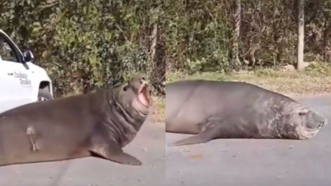 Un elefante marino apareció en las inmediaciones de la Isla Santiago, en la localidad de Ensenada.