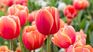 Expert advice to plant tulips. Expert advice to plant tulips.