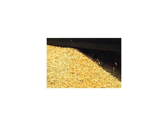 El rinde promocional está creciendo a una tasa de 150 kilos por hectárea y llega actualmente a los7.300 kilos por hectárea, según datos de Proarroz.