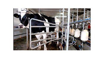 Crearían el primer mercado lácteo del país