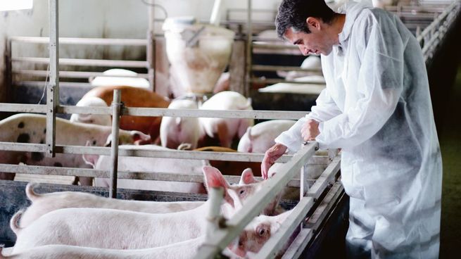 La producción de cerdos se ve afectada por la baja rentabilidad y la retracción en la demanda. 