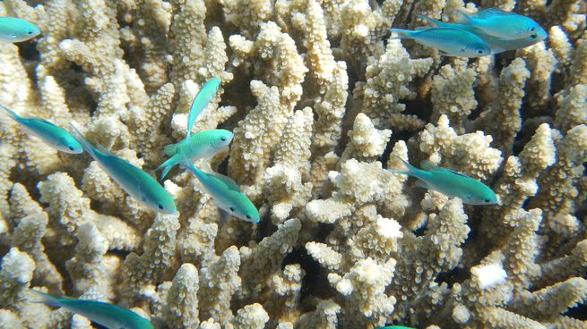 arrecife de coral.jpg