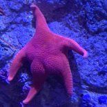 La misión tendrá como principal objetivo explorar los cañones submarinos Ameghino y Almirante Brown. La misión tendrá como principal objetivo explorar los cañones submarinos Ameghino y Almirante Brown.