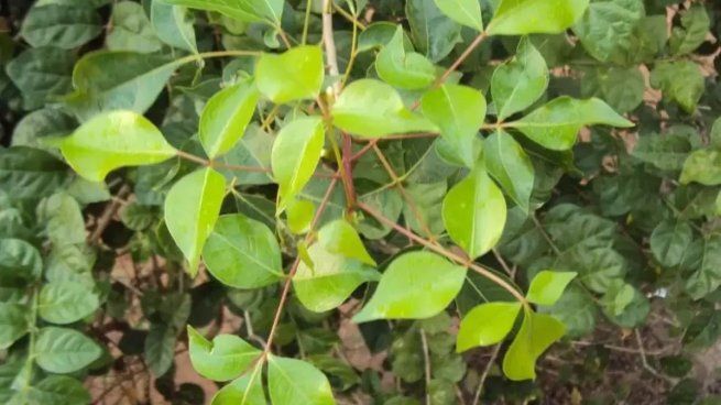 An ancient tree revives and could be the key to a lost biblical remedy
