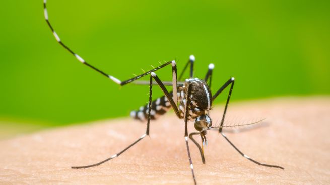 Estos fueron los casos de dengue durante este año, según el MSP.