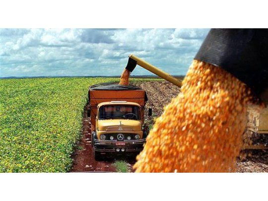 EEUU eleva previsión de cosecha maíz argentina, pero reduce la de trigo